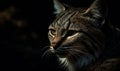 close up photo of GeoffroyÃ¢â¬â¢s cat on black background. Generative AI